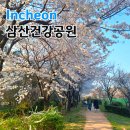 도드리놀이공원(삼산고 옆) | 인천 부평 벚꽃 삼산건강공원 삼산동 벚꽃만개 숨은 명소!
