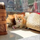 펫스토리 | 고양이분양 행복한 고양이 놀이터에서의 특별한 만남 캣스토리 방문썰