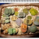 월금농장 이미지