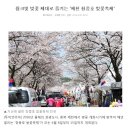 핑크빛 벚꽃 제대로 즐기는 '제천 청풍호 벚꽃축제' 이미지