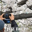 [오늘의 날씨] 벚꽃, 봄비에 젖다…4월 첫 출근길 수도권 미세먼지 이미지