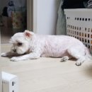 라움동물병원 이미지