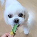 퍼피플레이트