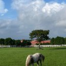 [Jeju 여름 여행] 제주 렛츠런팜, 한국 마사회 육성농장, 어멍이해녀 day2