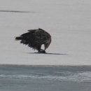 오리사냥 이미지