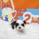 청주강아지분양 애견입양 애견미용 바른펫 | 청주강아지분양, 소중한 반려 아이 믿을 수 있는 곳에서데려왔어요