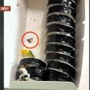 칼날 김밥 식약처 조사 결과 조리단계 혼입 확인 못해 기사 이미지