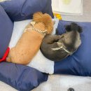 포시랍개 이미지