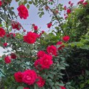 넝쿨장미집 이미지