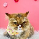 미냥이 네이버블로그