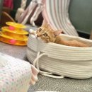 유수은 | [6월3일] 너무나 짧아 남길까말까 망설인 봉사 후기 🐶🐱(어쩌다보니 냥이들만 잔뜩,,)