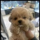 강아지분양 고양이분양 멍앤냥 수원점 이미지