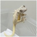 렙플로우