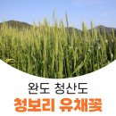 ◈ 특별이벤트 기획 ◈ 4/15(토),16(일) 전남 완도 청산도 유채꽃 +땅끝해남 1박2일(46명 인원) 이미지