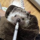 오디디엠 이미지