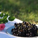 웰니스팜 이미지