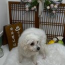 진이네 강아지풀 이미지