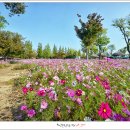 순천만의 추억 이미지