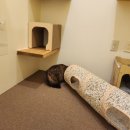 마곡 고양이 미용 호텔 이미지