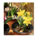 풍국떡방앗간 - 의정부시 부용로210번길 7 | Diary 9_ 봄이 오고 있나 봄!?