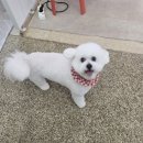 개이쁘댕 이미지