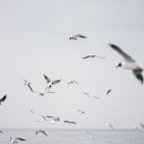 갈매기꿈 이미지