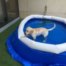 댕댕아리 이미지