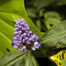 매혹적인 색의 꽃 : 블루진저(blue ginger):Dichorisandra thyrsiflora 이미지