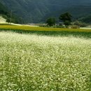 메밀꽃마을 이미지