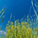 동강둔치 이미지