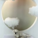 [김포/구래] 김포 댕댕이들 모여라! 또멍냥 애견카페 &amp; 수제간식 방문 후기🐶🤍