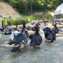 동녁농장 이미지