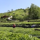 화개영농조합법인 이미지