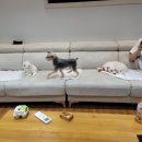 해피팬션