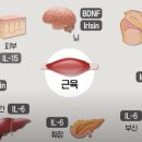 근육 운동을 해야 하는 이유 마이오카인 이미지