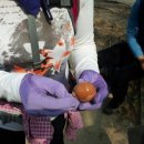 통큰딱다구리 이미지