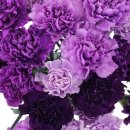 카네이션(purple)🌸 변덕🌸 이미지