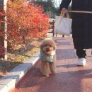 대구 근교 강아지산책ㅣ경산 토산지, 진량근린공원
