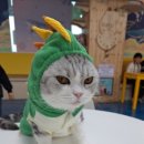 익산 고양이카페 아이캣유 이미지