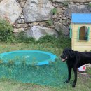 토토애견 이미지