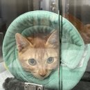 더나은동물병원 | 고양이 암컷 중성화,고양이 중성화수술(더나은동물병원)