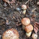 머루랑다래랑 이미지