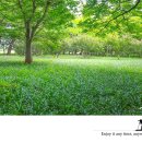 Lilyturf Complex 이미지