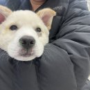 제주24시숨동물의료센터