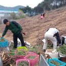 지리산 햇고사리 나왔어요 이미지