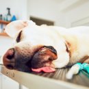 연희동물병원 이미지