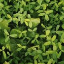 호구포한의원 이미지