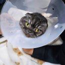 현대병원 | 갑작스러운 심장병 수치 이상?! 수원 현대동물병원 고양이 건강검진 후기 및 비용 그날의 기록