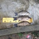 행복 낚시터 이미지