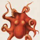 옥토퍼스
